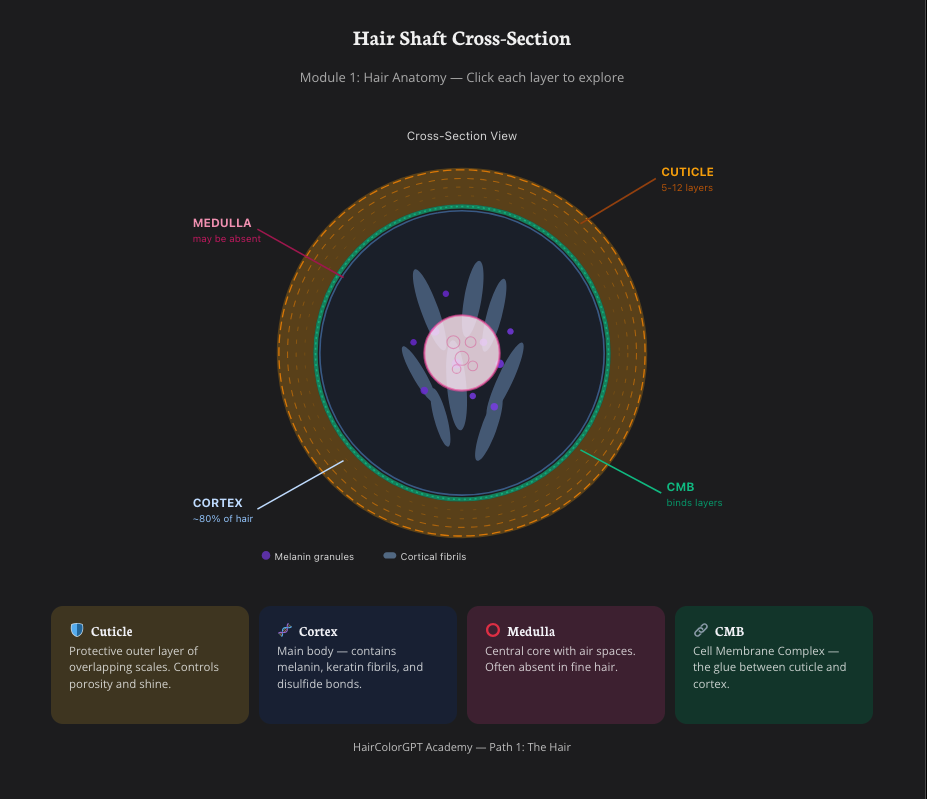 Hair Shaft Cross-Section diagram from Module 1: Hair Anatomy — labelled cuticle (5–12 layers), cortex (~80% of hair), medulla (may be absent), CMB (binds layers), with melanin granules and cortical fibrils called out, plus four cards under it explaining each layer.