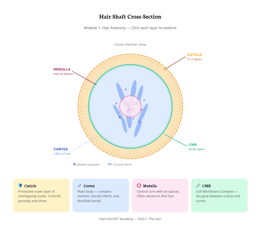 Hair Shaft Cross-Section diagram from Module 1: Hair Anatomy — labelled cuticle (5–12 layers), cortex (~80% of hair), medulla (may be absent), CMB (binds layers), with melanin granules and cortical fibrils called out, plus four cards under it explaining each layer.